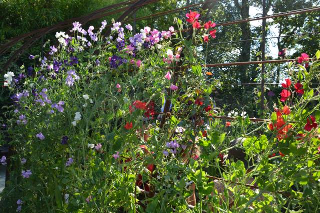 Pois de senteur grimpant sur un treillage métallique