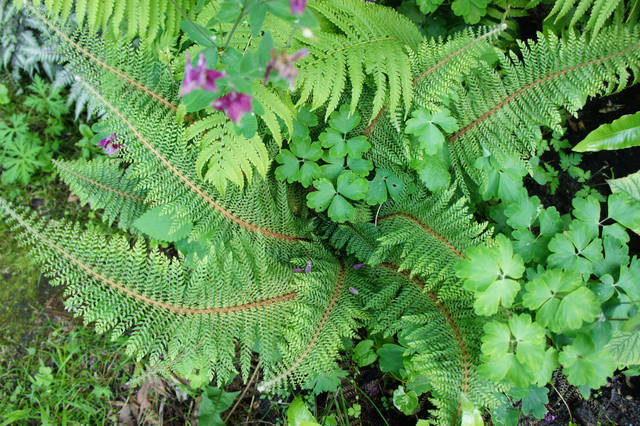 Polystichum setiferum