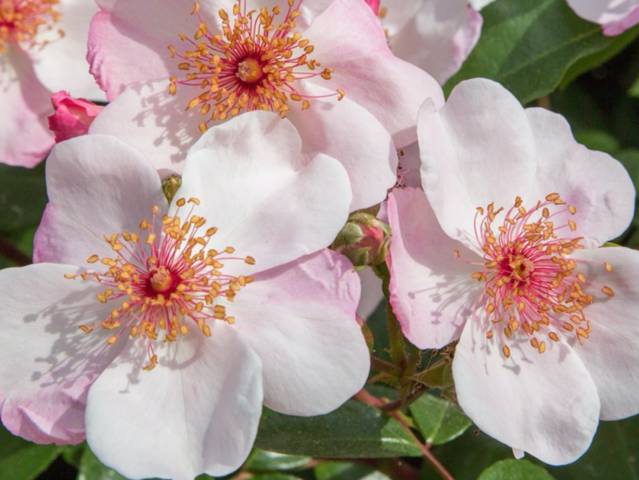 Rose 'Astronomia'