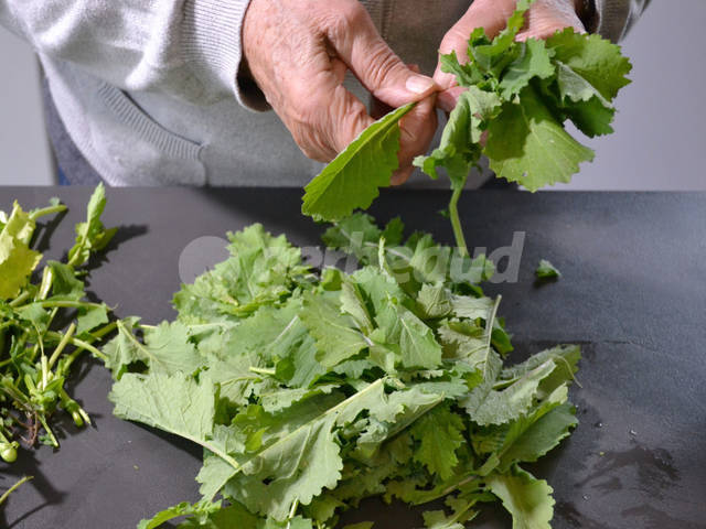 Effeuillage des fanes de navets