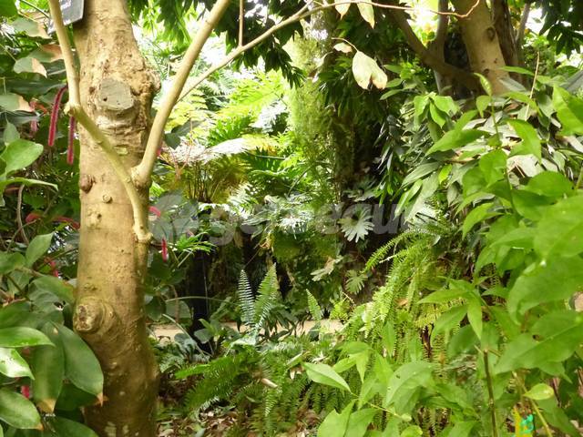 Terra Botanica - serre tropicale