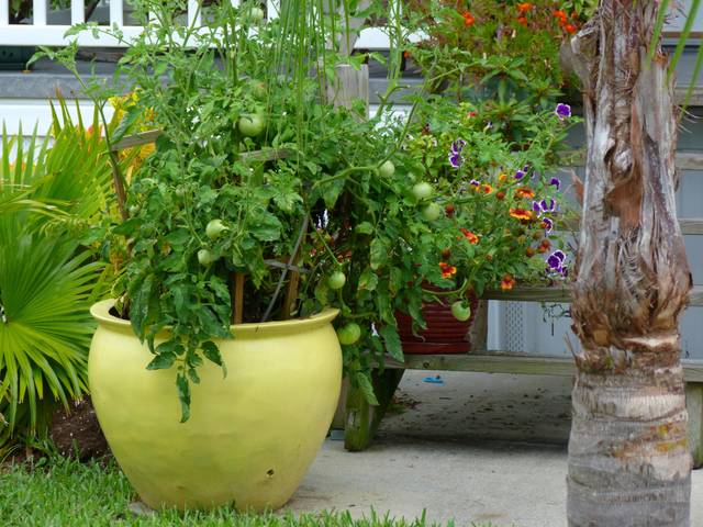 Pois : un légume de printemps - Fiches pratiques du jardin