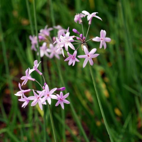 Tulbaghia violacea (Ail d’Afrique du Sud)