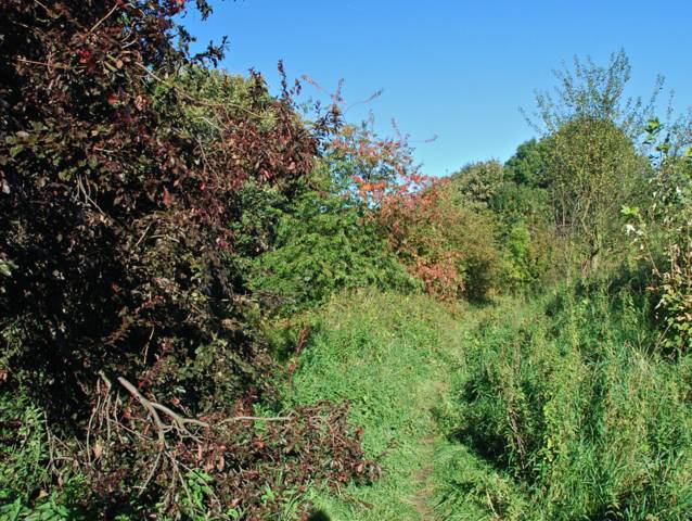 Zone non débroussaillée