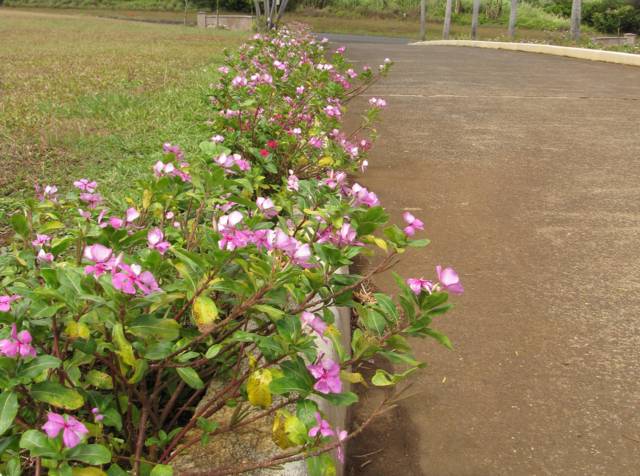 Pervenche de Madagascar, Catharanthus roseus : plantation, culture