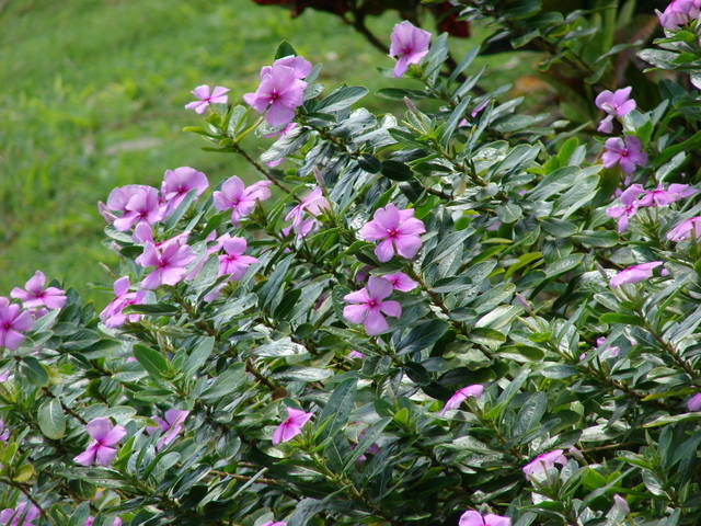 Pervenche De Madagascar Les Vertus M dicinales De La Pervenche De Pervenche De Madagascar Les Vertus M dicinales De La Pervenche De
