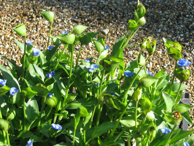 Commeline, Commelina tuberosa
