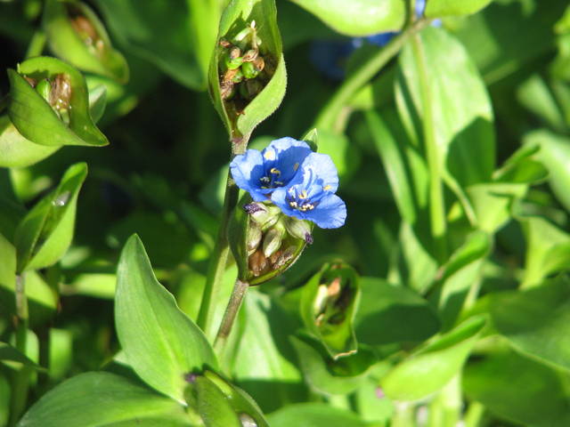 Commeline, Commelina tuberosa