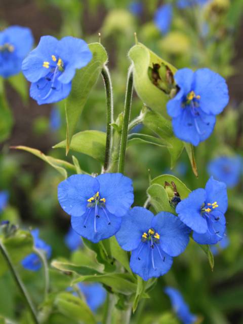Commelina tuberosa 