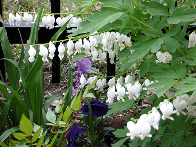 Dicentra spectabilis 'Alba'