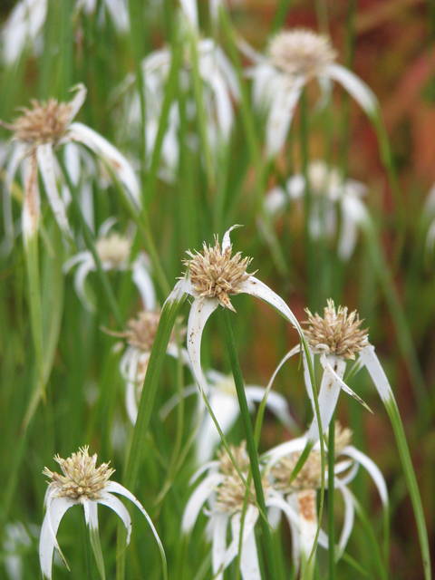 Dichromena colorata