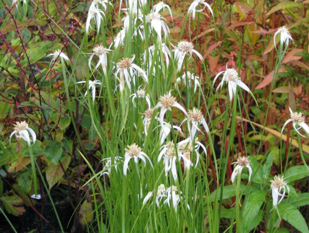 Dichromena colorata, herbe étoilée