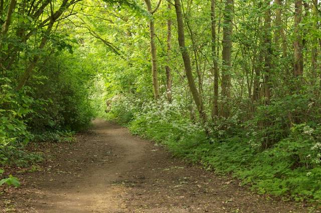 Forêt non débroussaillée