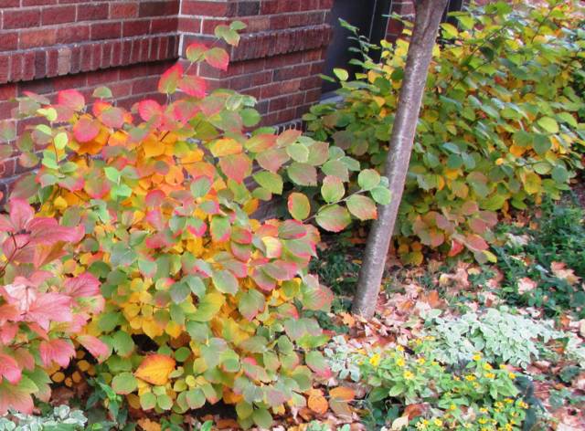 Fothergilla en automne
