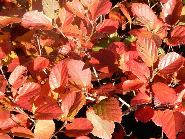 Feuillage de fothergilla en novembre