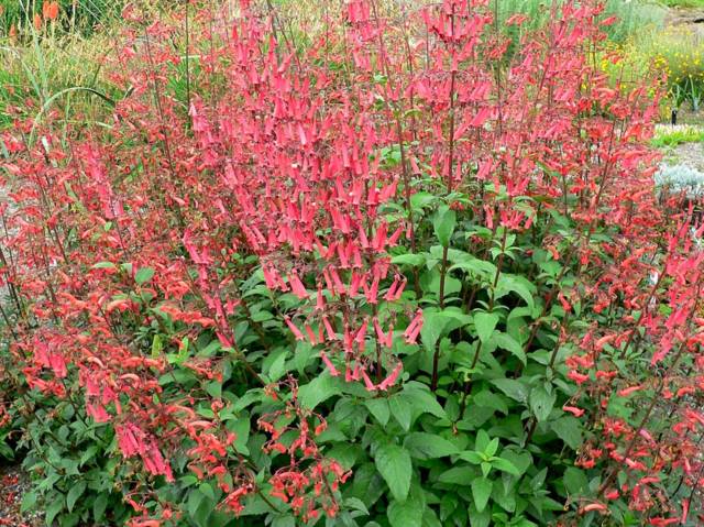 Fuchsia du Cap - Phygelius capensis