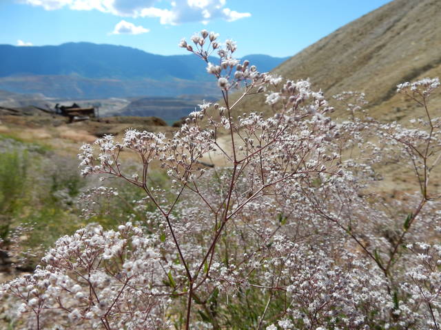 Gypsophila paniculata