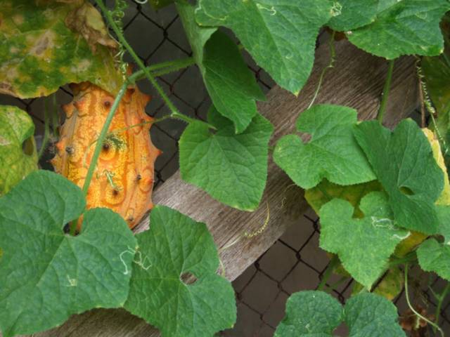 Kiwano - Cucumis metuliferus