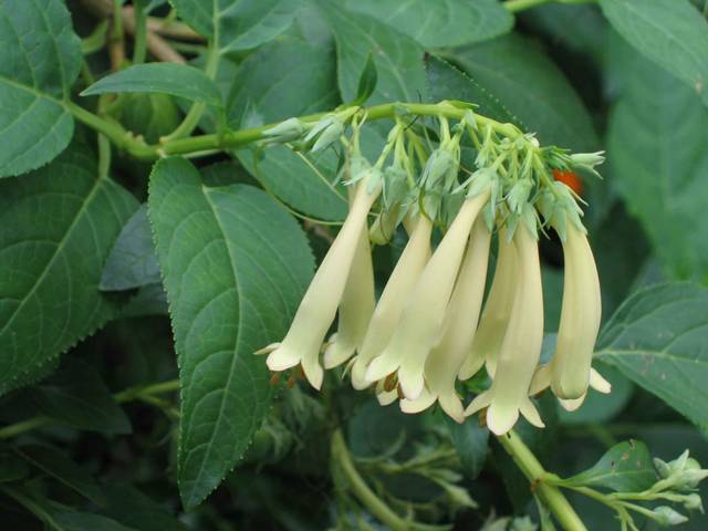 Phygelius aequalis