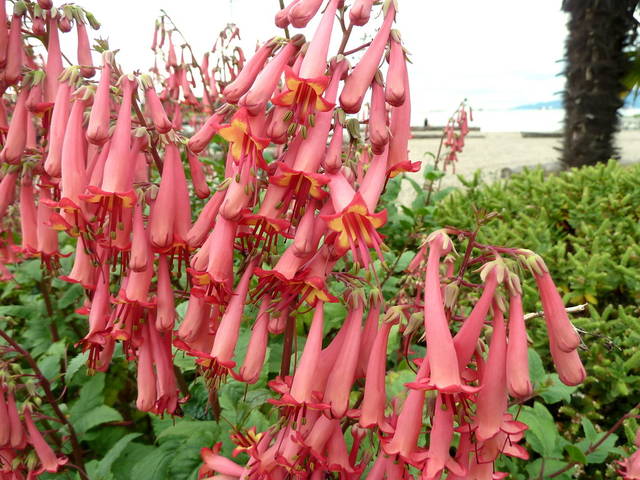 Fuchsia du Cap - Phygelius capensis