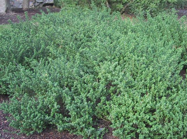 Prostanthera cuneata, menthe australienne