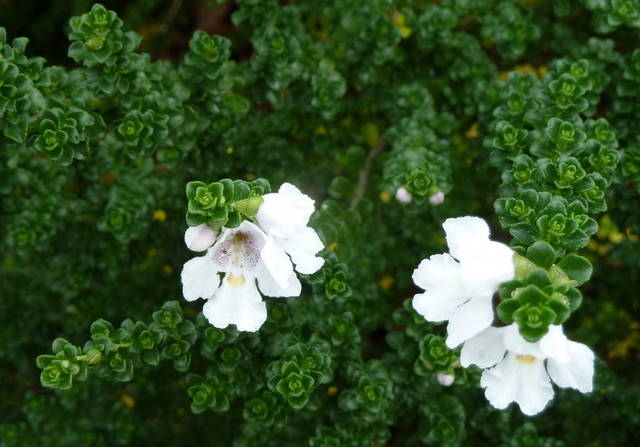 Prostanthera cuneata, menthe australienne