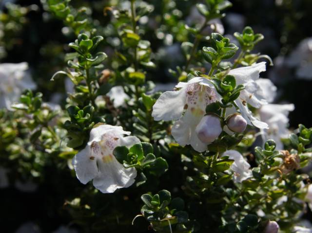 Fleurs Blanches Coeur Jaune Tout