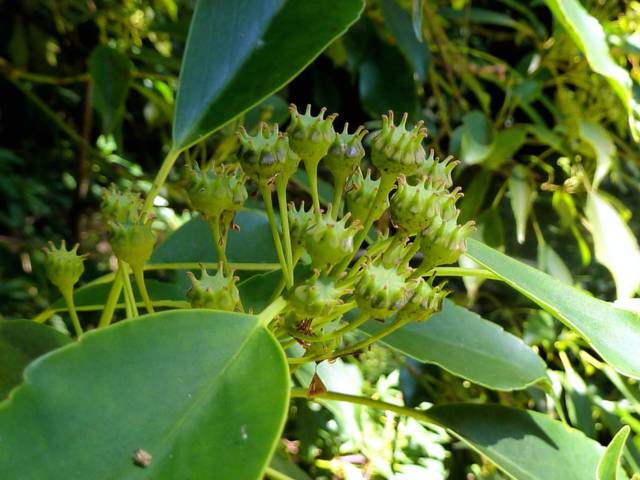 Trochodendron aralioides : fruits non matures