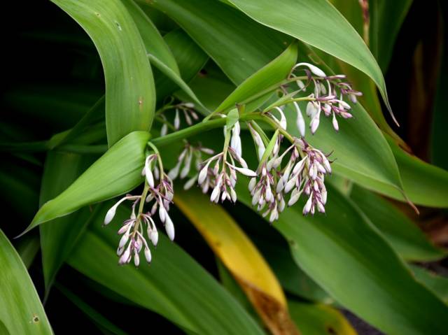 Arthropodium cirrhatum