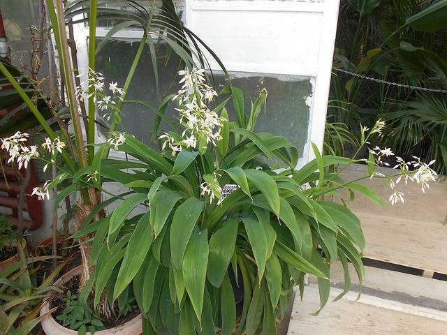 Arthropodium cirrhatum