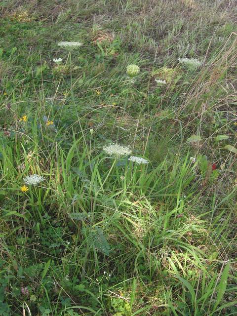 Carotte sauvage, identifiable grâce à ses fleurs