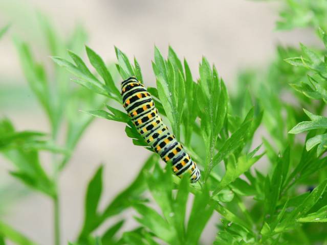 Chenille de Grand Machaon sur carotte cultivée
