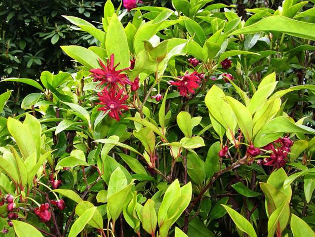 Illicium floridanum, badiane de Floride : plantation, culture