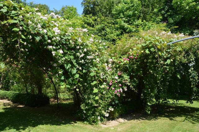 Luxuriance des rosiers grimpants