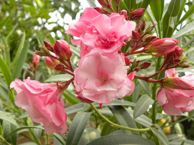 La Pousse Verte - Le laurier rose : conseils jardinage et découverte