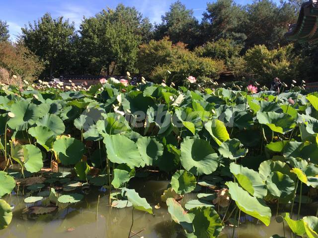 Nelumbo nucifera dans un étang