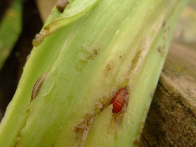 Pupe de mineuse de feuille d'allium