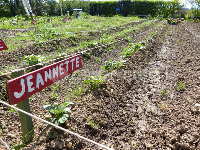 Pieds de pomme de terre buttés