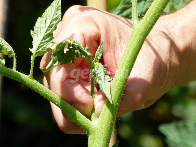 Pincer les tomates  Pincement-tomate