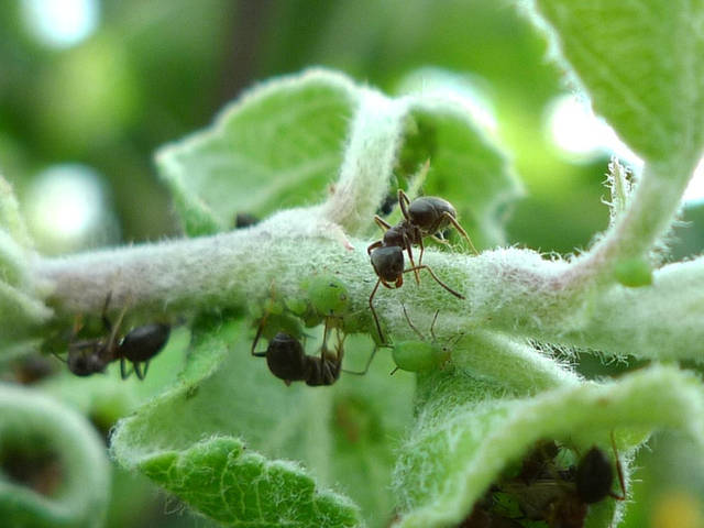 Fourmis élevant des pucerons