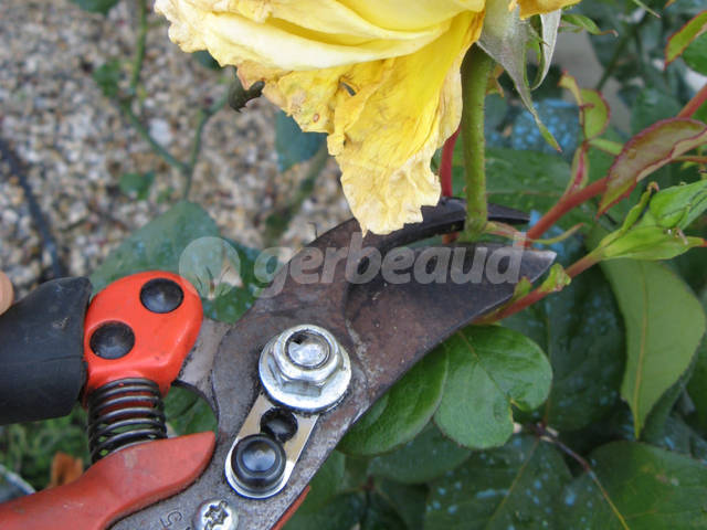 Taille d'une rose fanée