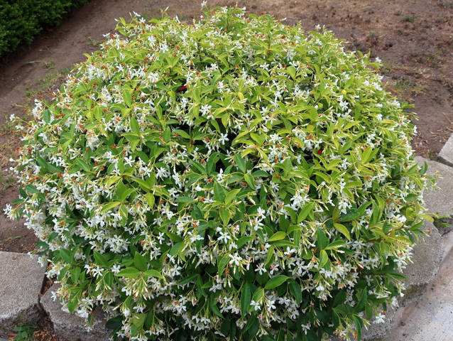 Faux jasmin ou Trachelospermum : une longue floraison étoilée