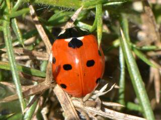 Coccinelle contre puceron