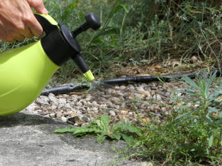 Vinaigre blanc au jardin : utilisations, astuces… et limites à connaître