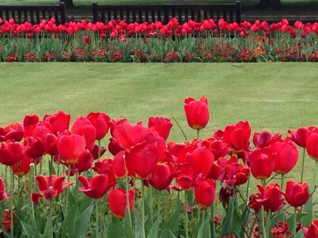 Pelouse bordée de tulipes rouges