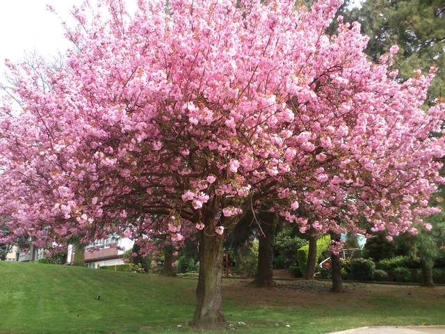 Incontournable cerisier du Japon