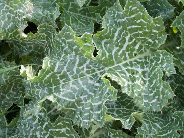 Chardon-Marie : feuille