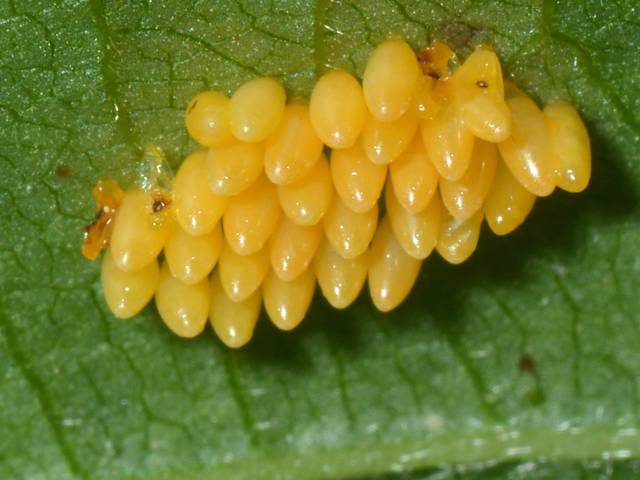 Comment reconnaître la larve et l'adulte de coccinelle à 7 points ...