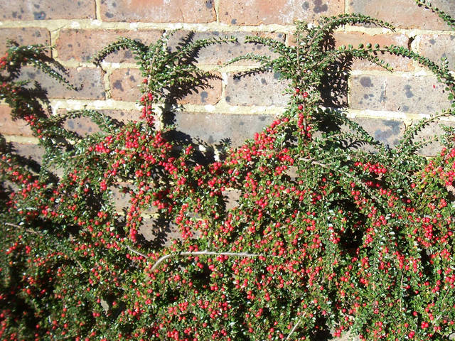 Cotonéaster