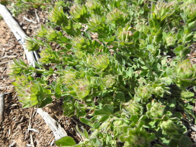 Dorycnium hirsutum : feuillage